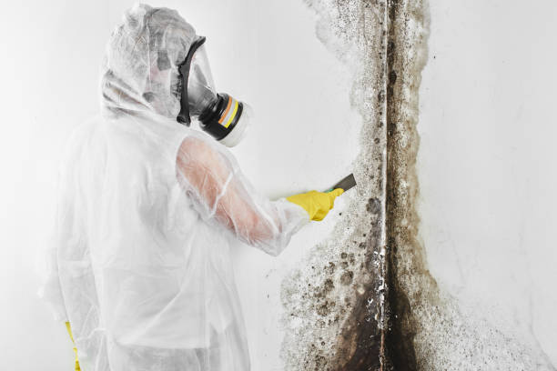 Best Crawl Space Mold Removal  in Valley Center, KS
