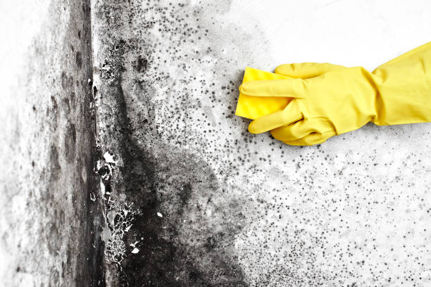 Best Mold Removal Specialists  in Valley Center, KS