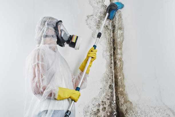 Best Black Mold Removal  in Valley Center, KS