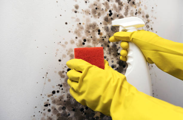 Best Mold Remediation  in Valley Center, KS