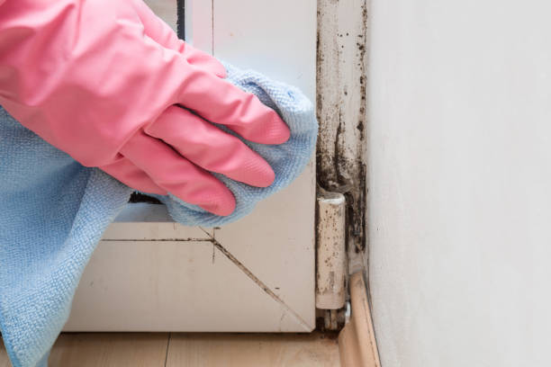 Best Best Mold Removal Companies  in Valley Center, KS