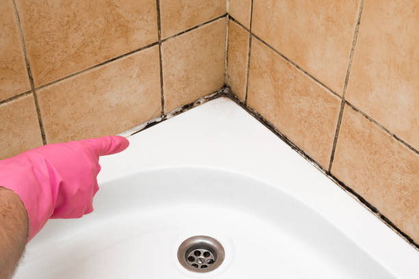 Best Affordable Mold Removal  in Valley Center, KS